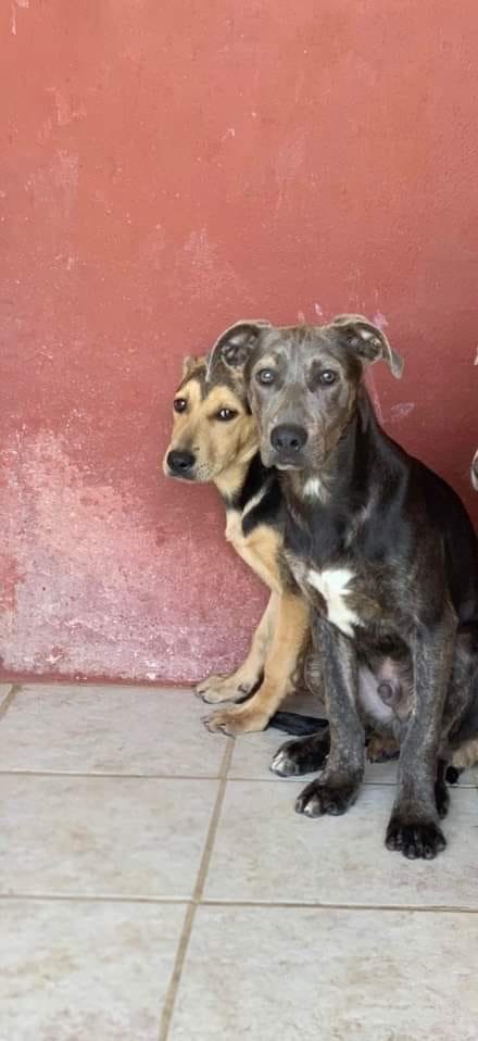 feralpupshuntaway x.jpg