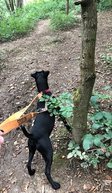 Rocco2.jpeg