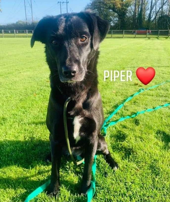 Piper3.jpg