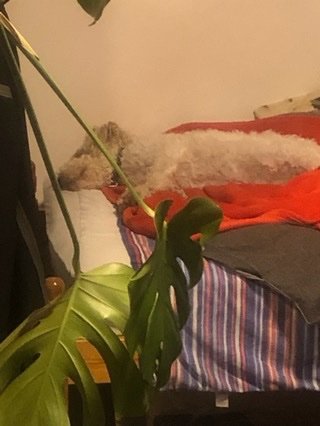 SunnySleeping.jpeg