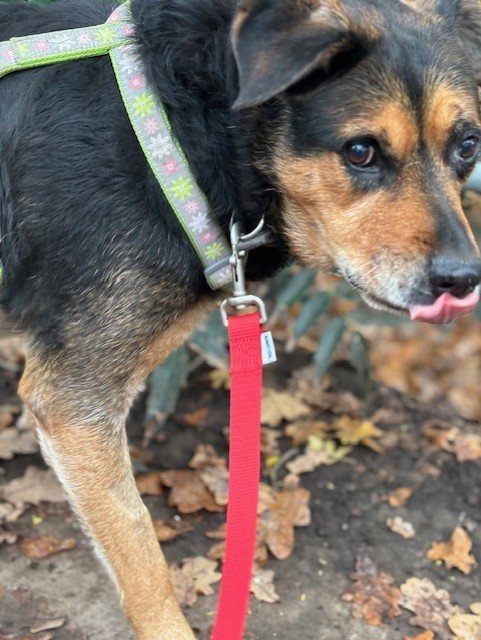 Casey thumbnail_IMG_6567.jpg