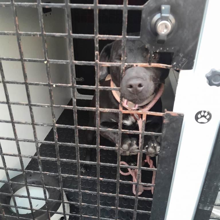 From transport van on arrival