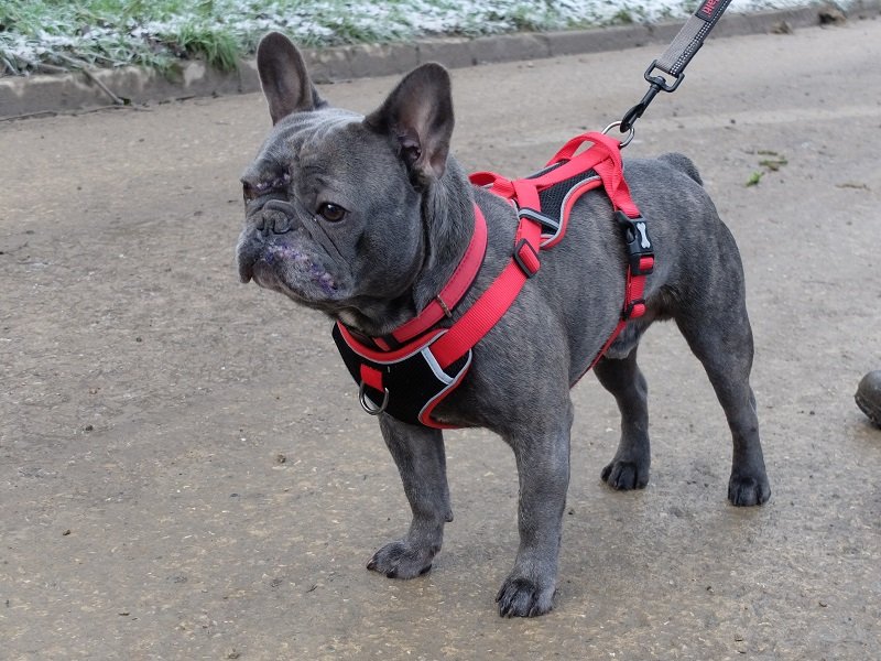 he loves a cuddle and treats