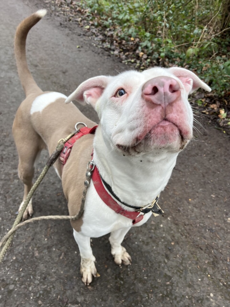 Happy face when getting treats