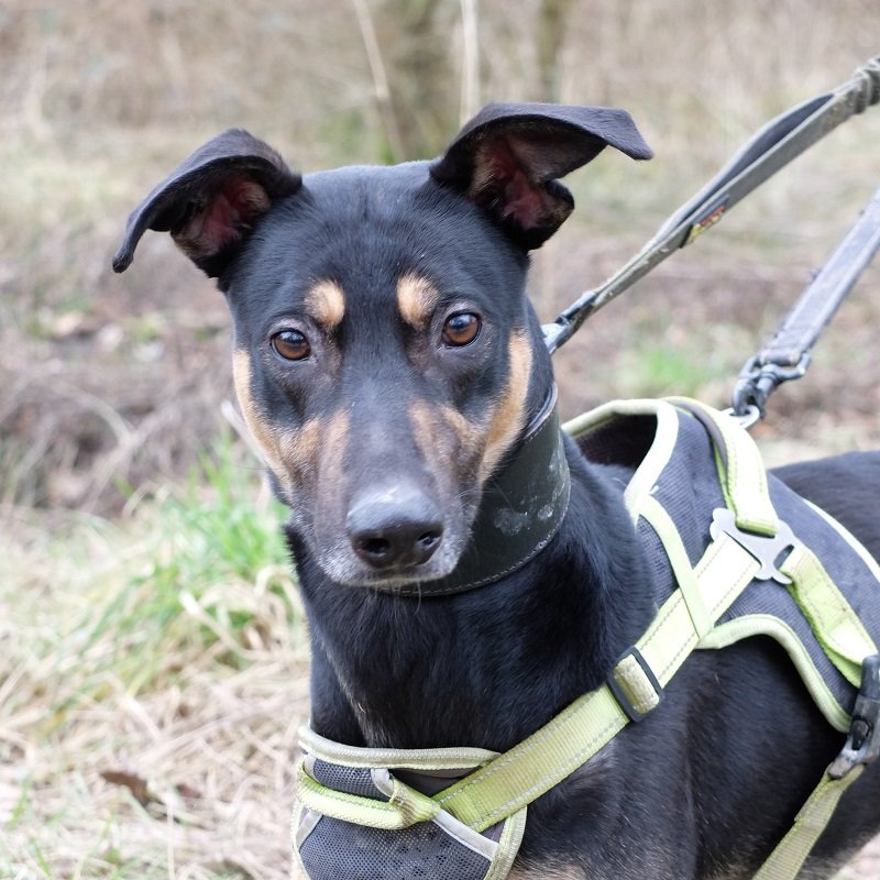 dash1DSCF7092.JPGa.jpg