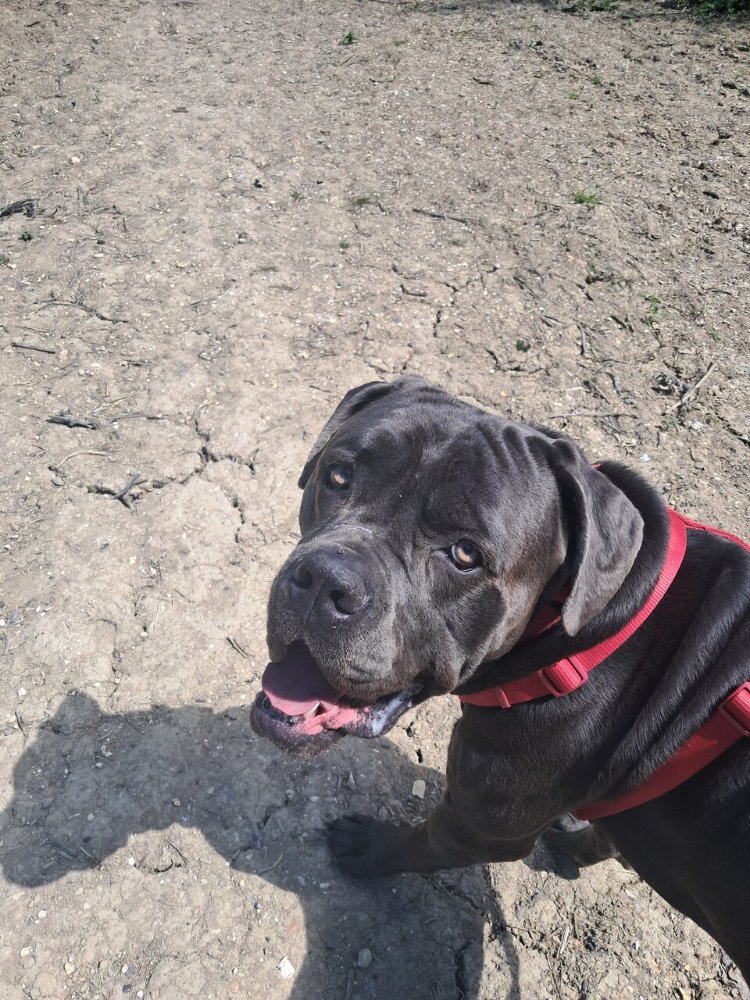 Happy Henry!