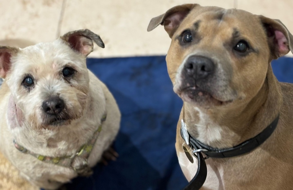 Missie &amp; Lady