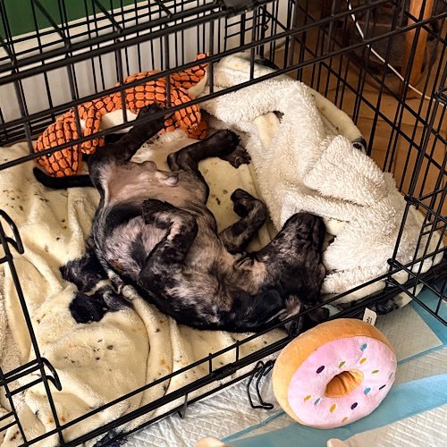 And then he sleeps
