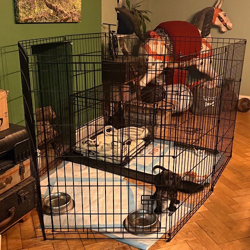 Collects all his toys