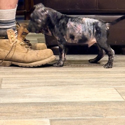 Helping Do-Little get his boots on