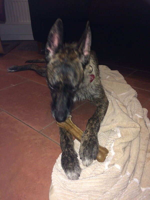 Enjoying freedom from a crate its great!