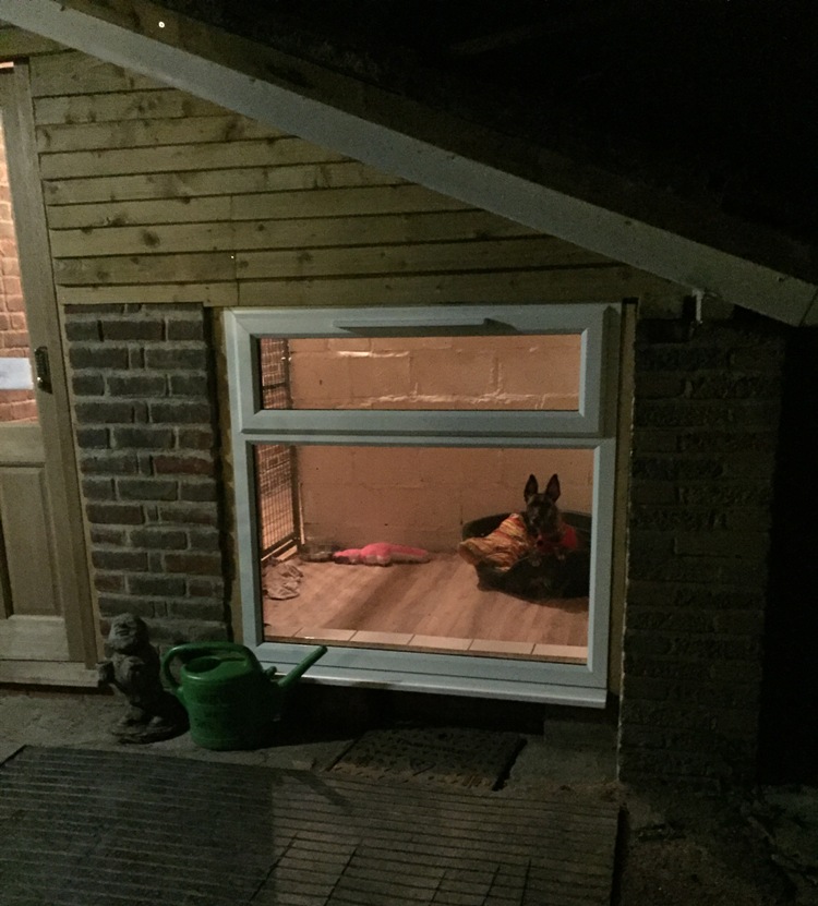 Tonight in her kennel