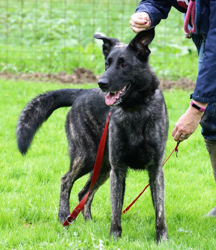 Shadow enjoyed getting tangled in his lead so that we had to untangle him !!!